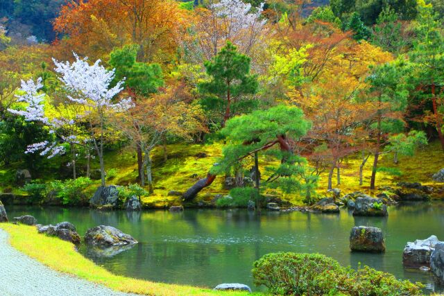 桜の天龍寺