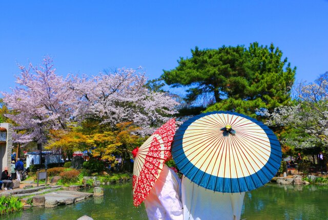 桜の丸山公園