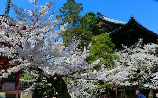 桜の知恩院