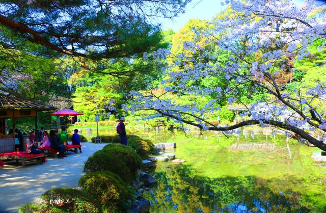 桜の平安神宮