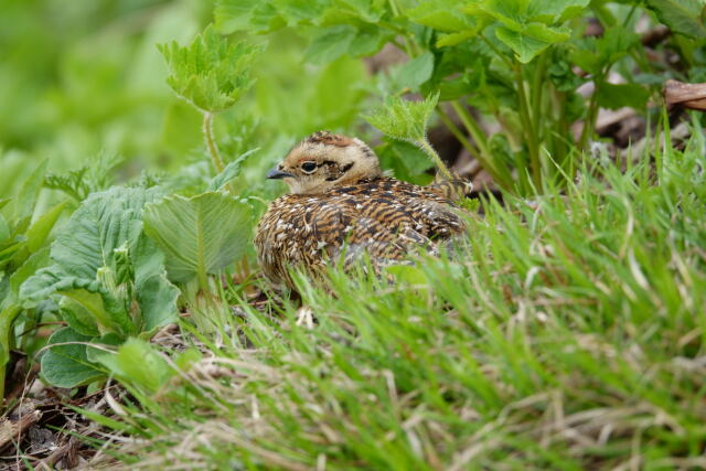 燕山荘のチビ雷鳥6