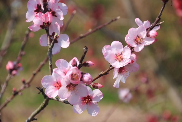 散歩道の花