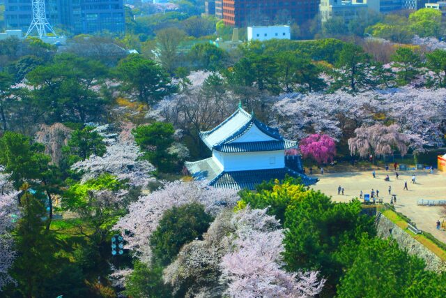 桜の名古屋城