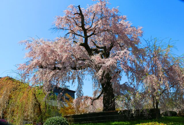 桜の丸山公園