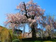 桜の丸山公園