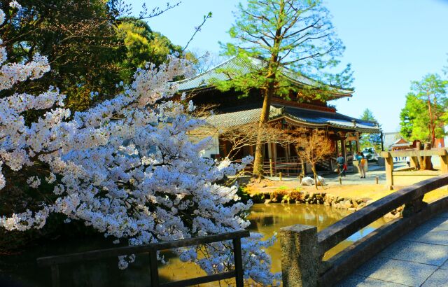 桜の知恩院