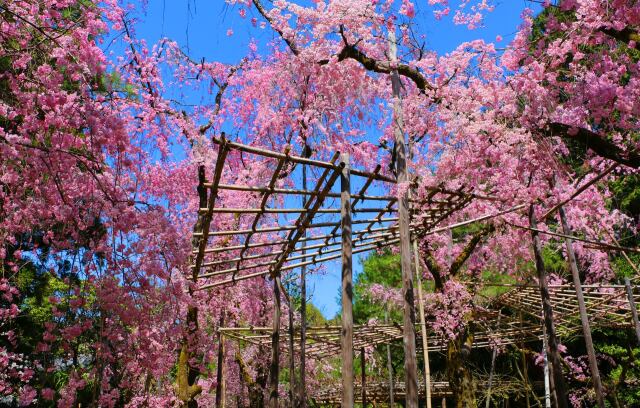 桜の平安神宮