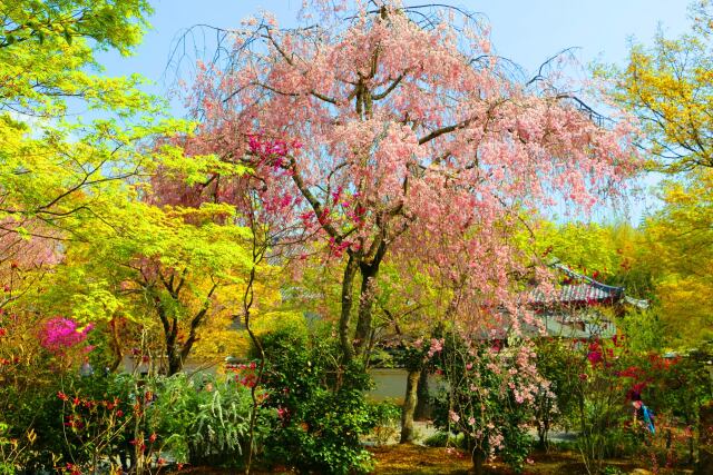 桜の天龍寺