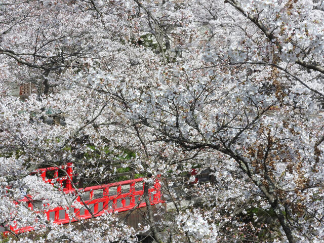 待ち遠し 桜の季節7