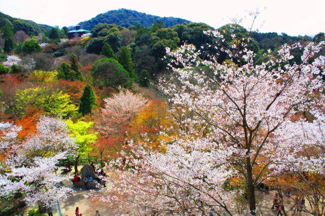 春の清水寺