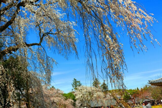 桜の醍醐寺