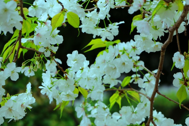 京都桜