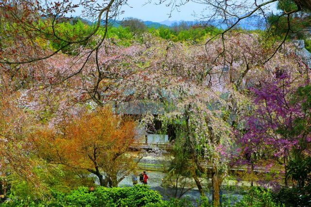 春の天龍寺