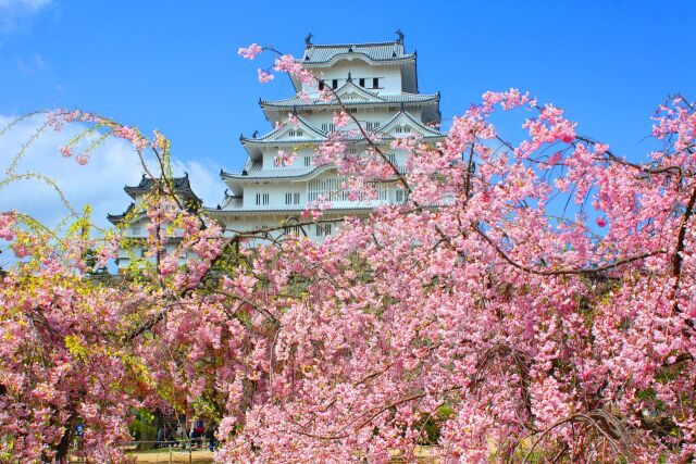 桜の姫路城