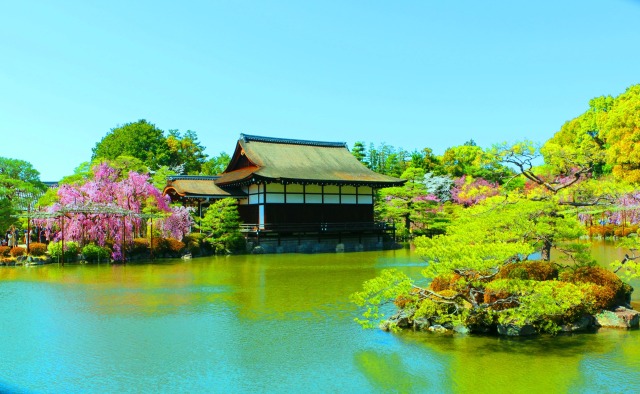 桜の平安神宮