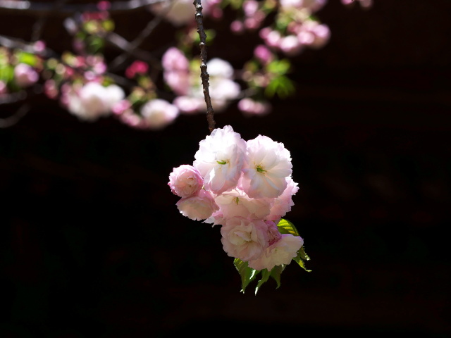 普賢象桜