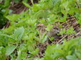 燕山荘のチビ雷鳥7