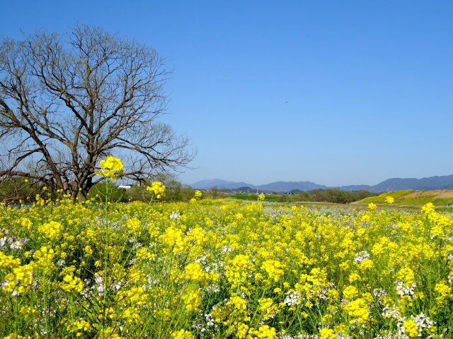 菜の花の風景