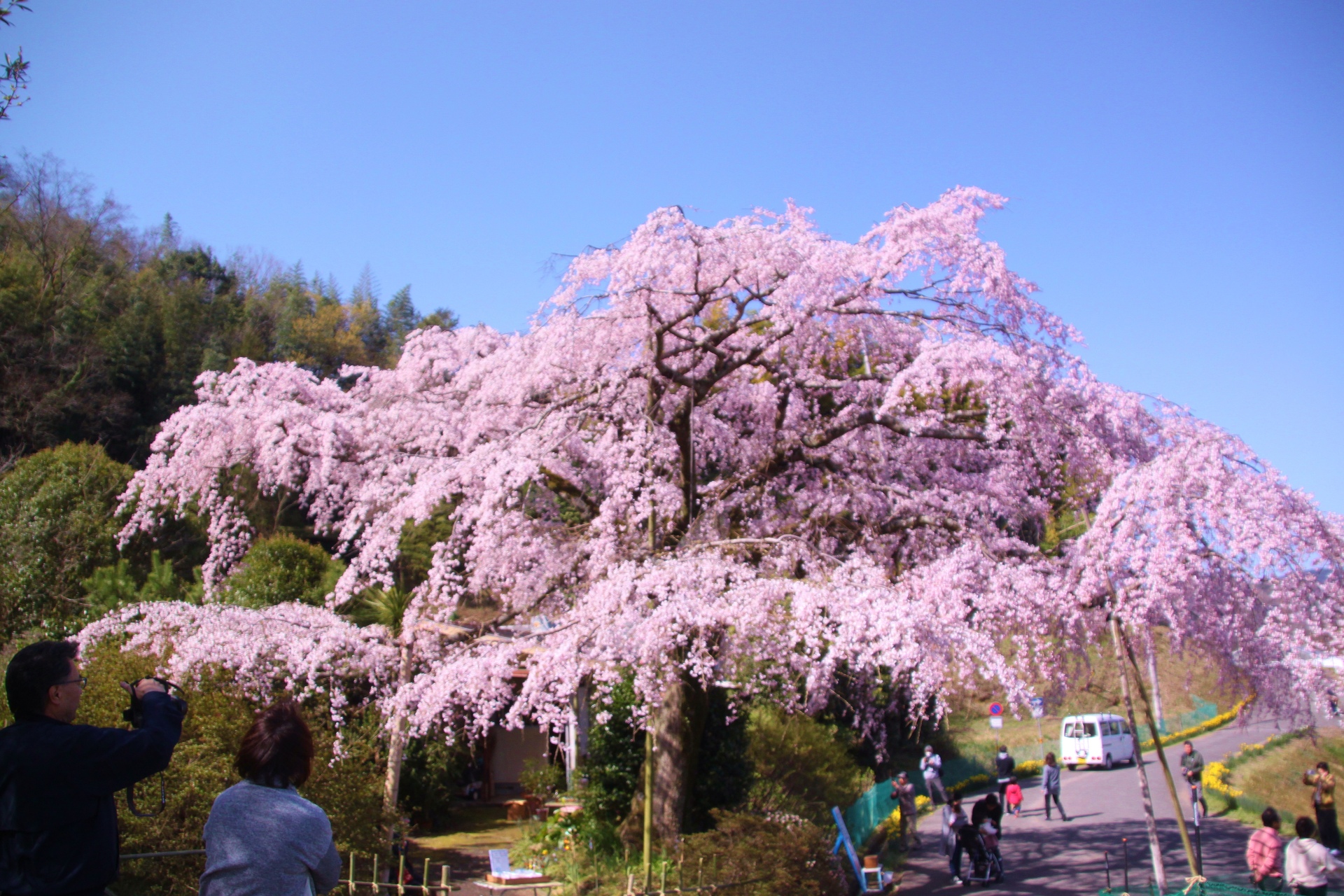 花 植物 満開の江戸桜 壁紙19x1280 壁紙館