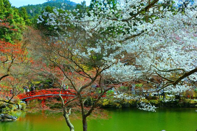 桜の醍醐寺