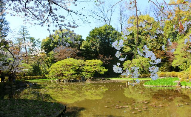 桜の平安神宮