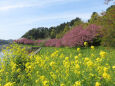 待ち遠し 桜の季節10