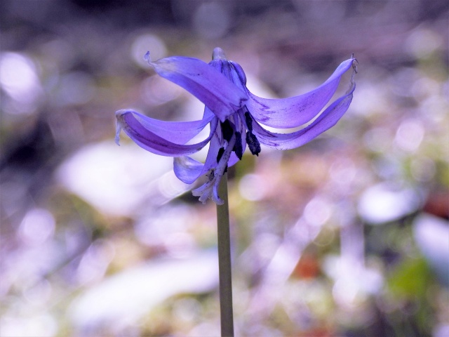 カタクリの花