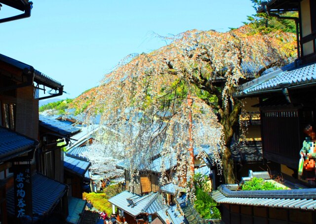 桜の京都