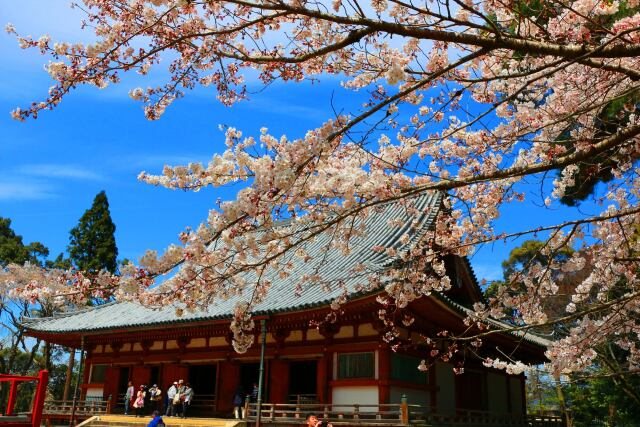 桜の醍醐寺