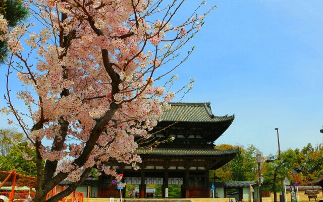 桜の仁和寺