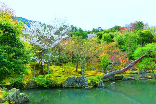 桜の天龍寺