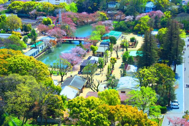 桜の姫路城