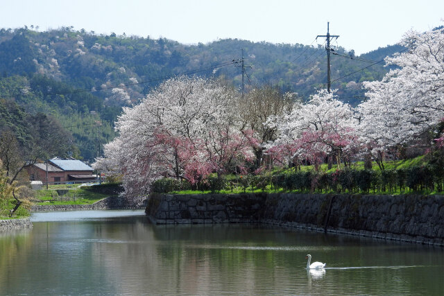 待ち遠し 桜の季節11