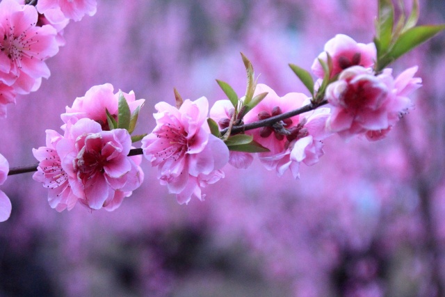 散歩道の桃花