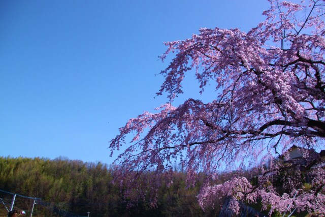 青い空に桜