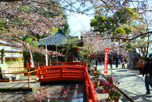 桜の紀三井寺