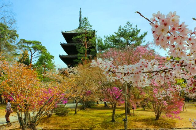 桜の仁和寺