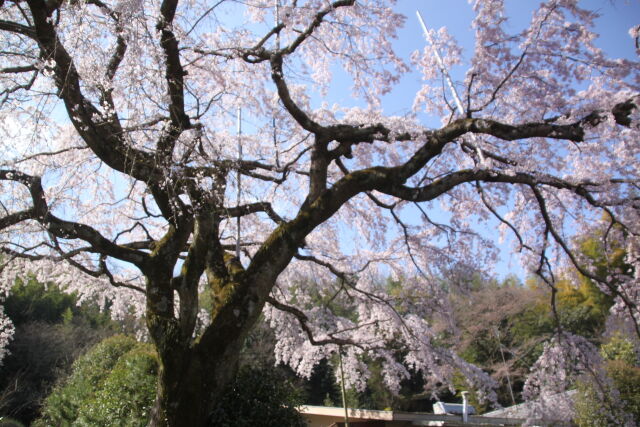 下から見た桜