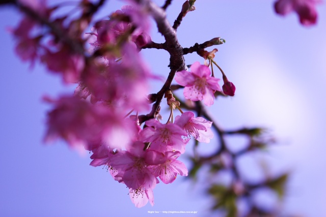 青空に桜