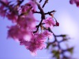 青空に桜