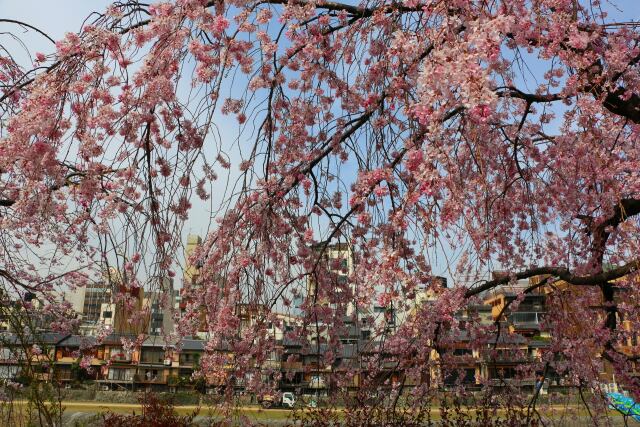 桜の祇園