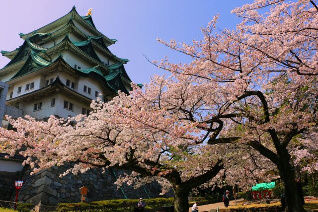 桜の名古屋城