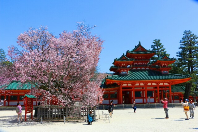 桜の平安神宮