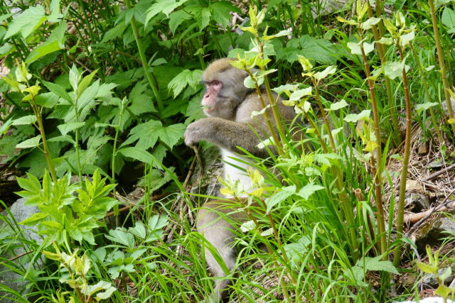 一ノ沢のサル3