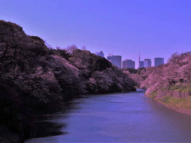 千鳥ヶ淵の桜