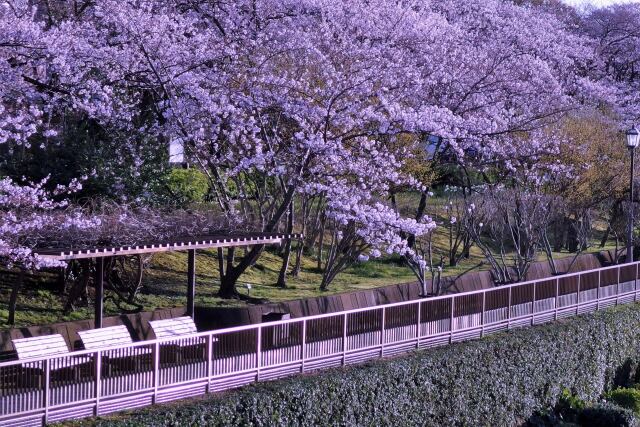 隅田川テラスの桜