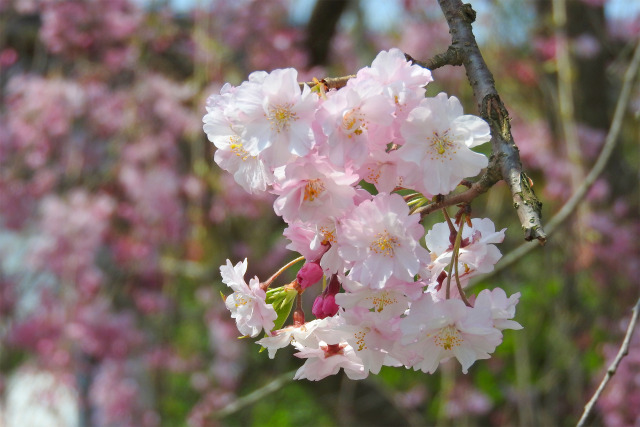待ち遠し 桜の季節13