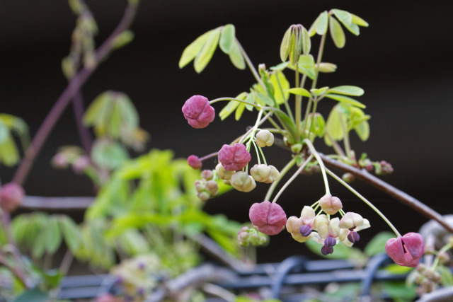 アケビの花