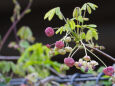 アケビの花