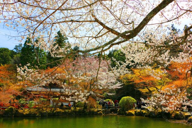 桜の醍醐寺